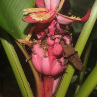 Musa velutina H.Wendl. & Drude